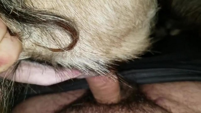 Simpsons секс мультфильмін қараңыз