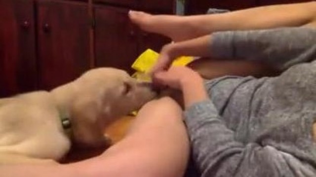 Собака помогла кончить во время мастурбации лижет киску->