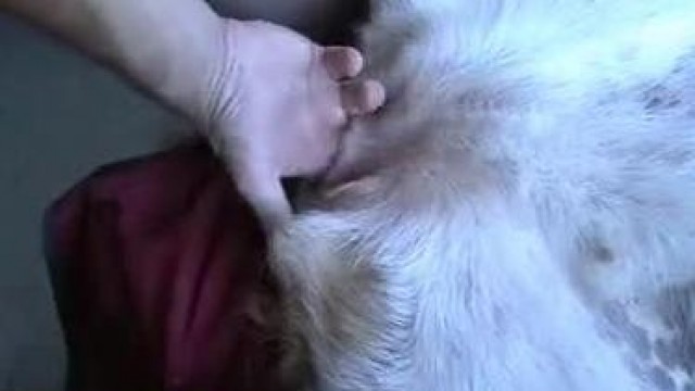 Мужик трахает собаку в пизду и кончает, порно зоофила домашнее